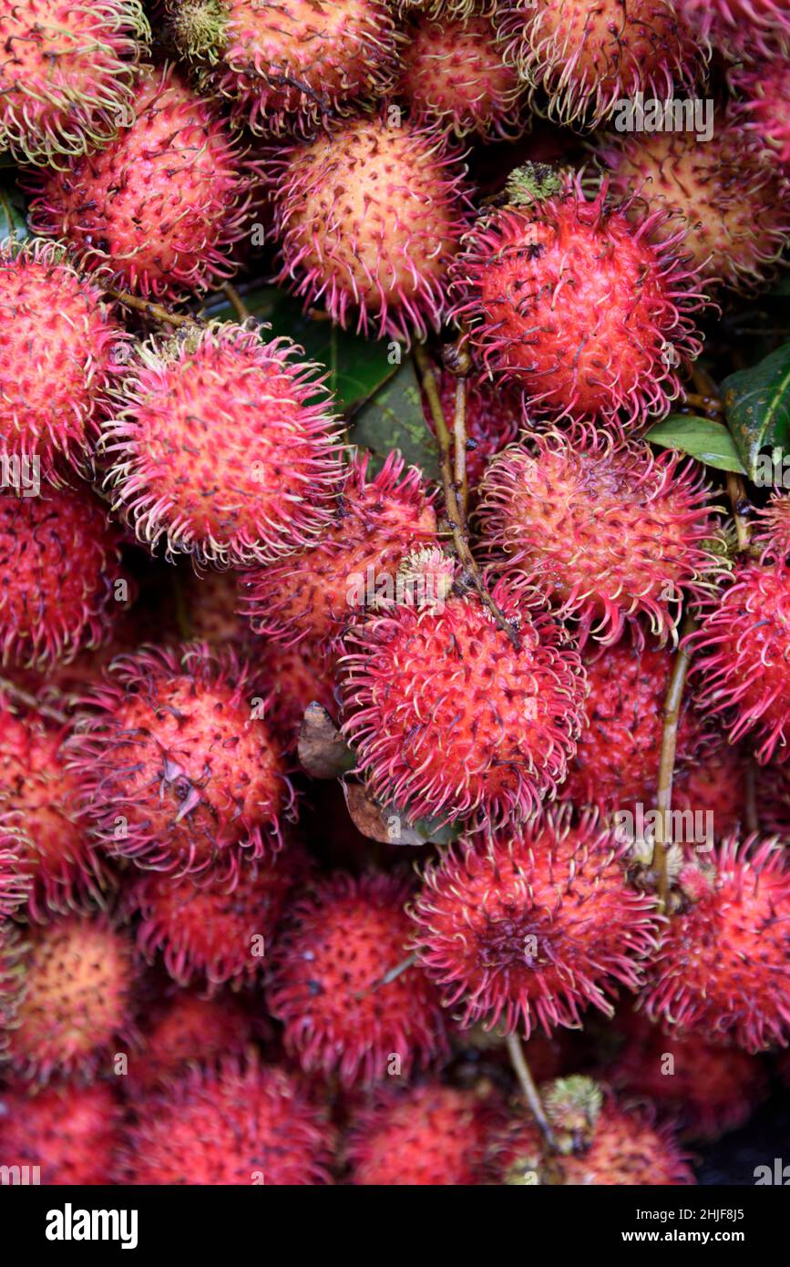 Rambutan (Nephelium lappaceum) oder rote behaarte Litschi-Frucht, Vietnam, Südostasien Stockfoto