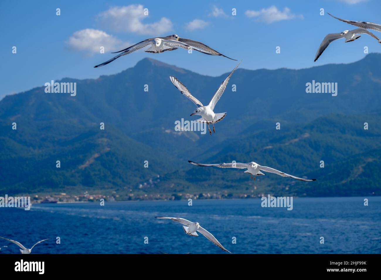 Limenas, Thassos, Griechenland - Möwen begleiten die Fähre Thassos Sea Lines nach Limenas. Die Hauptstadt der Insel Thassos ist ein beliebtes Ausflugsziel Stockfoto