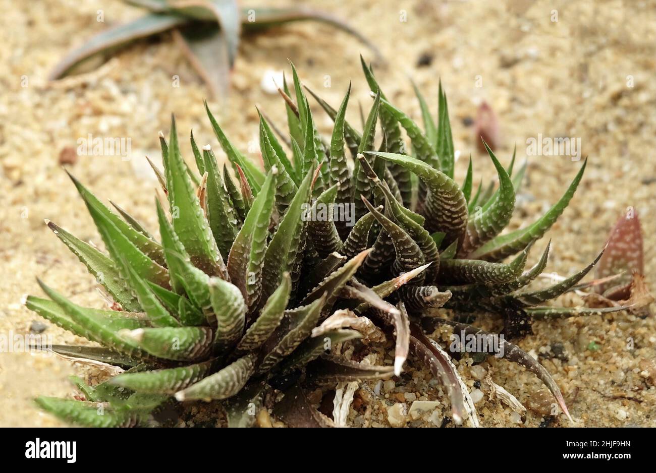 Haworthiopsis fasciata oder Zebra Succulent, Eine Succulent-Pflanze für die Gartendekoration. Stockfoto