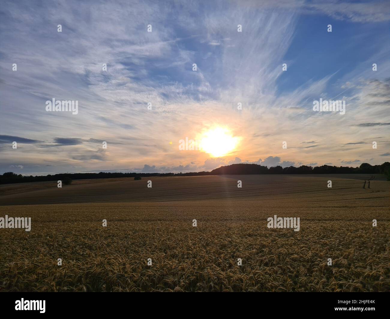 Sonnenuntergang auf einem goldenen Weizenfeld Stockfoto
