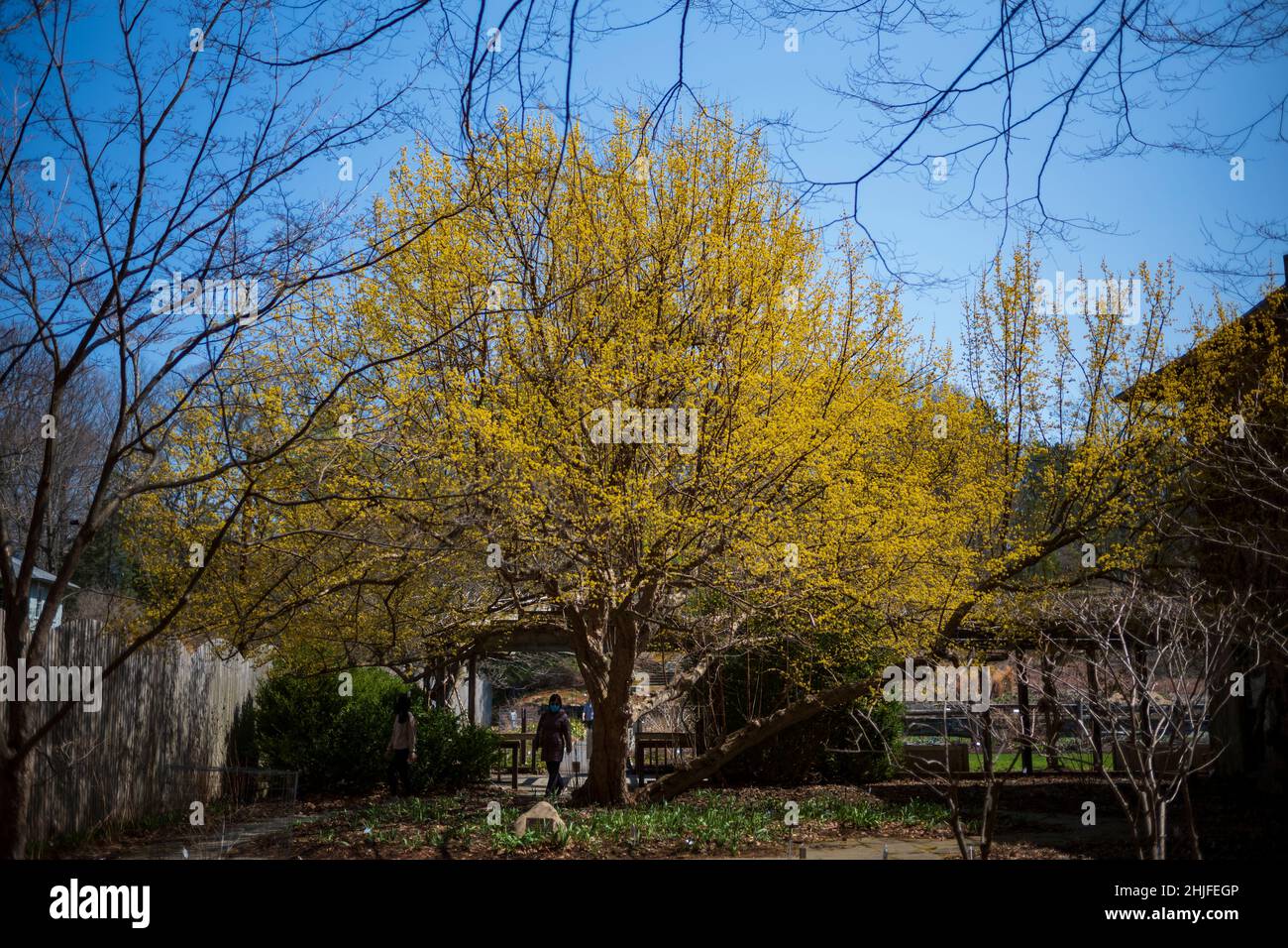 Ithaca, NY, USA - 4. April 2021: Die Cornell Botanic Gardens sind mit einem 25 Hektar großen botanischen Garten und einer 150 Hektar großen Laube eine beliebte Frühlingsattraktion Stockfoto