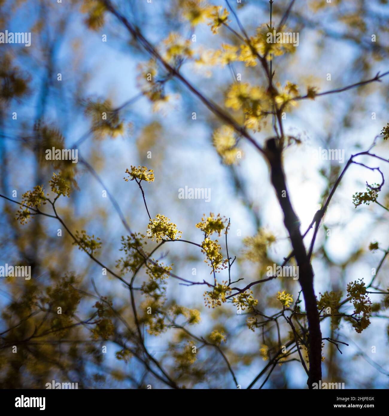 Ithaca, NY, USA - 4. April 2021: Die Cornell Botanic Gardens sind mit einem 25 Hektar großen botanischen Garten und einer 150 Hektar großen Laube eine beliebte Frühlingsattraktion Stockfoto