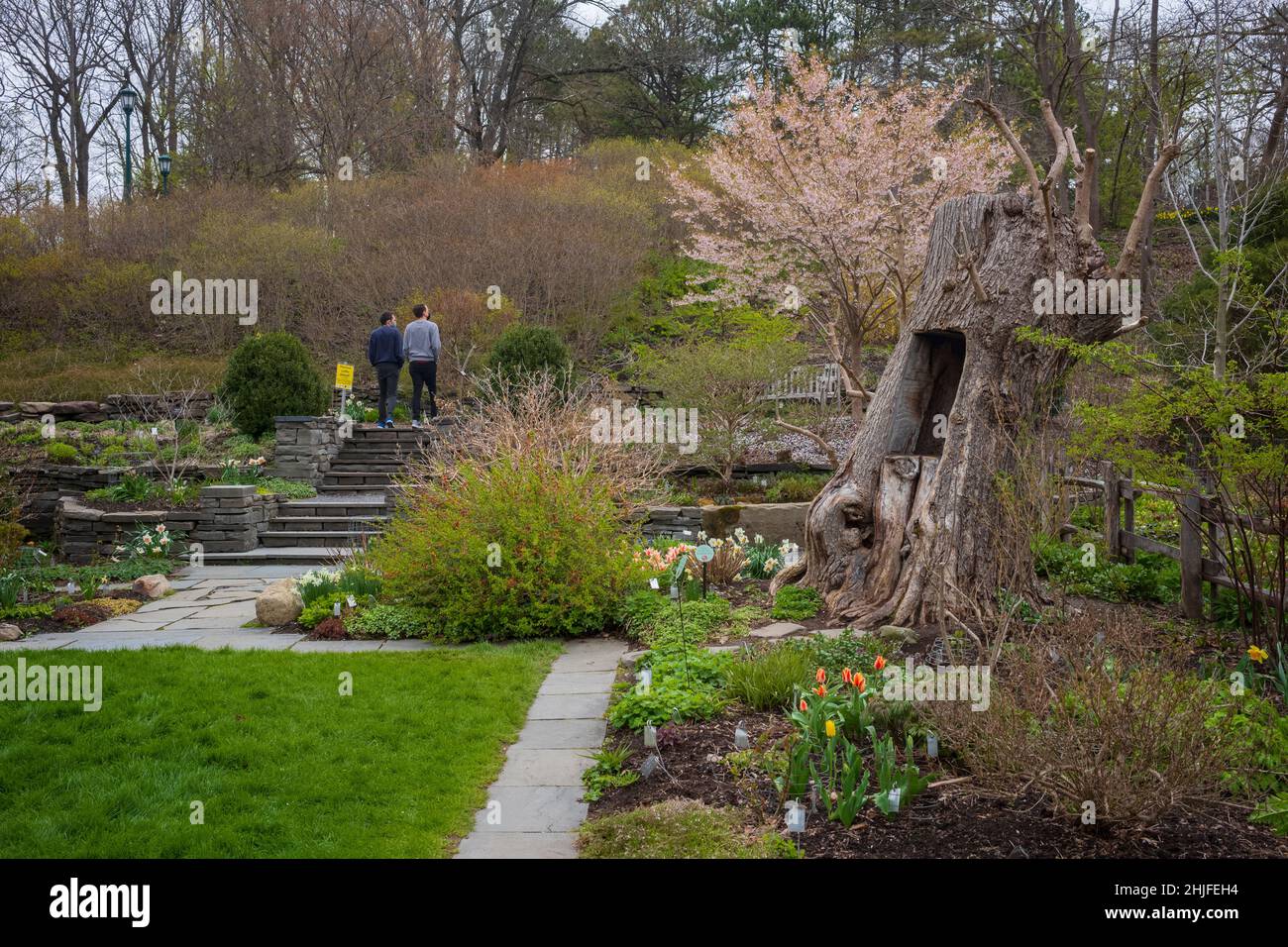 Ithaca, NY, USA - 4. April 2021: Die Cornell Botanic Gardens sind mit einem 25 Hektar großen botanischen Garten und einer 150 Hektar großen Laube eine beliebte Frühlingsattraktion Stockfoto