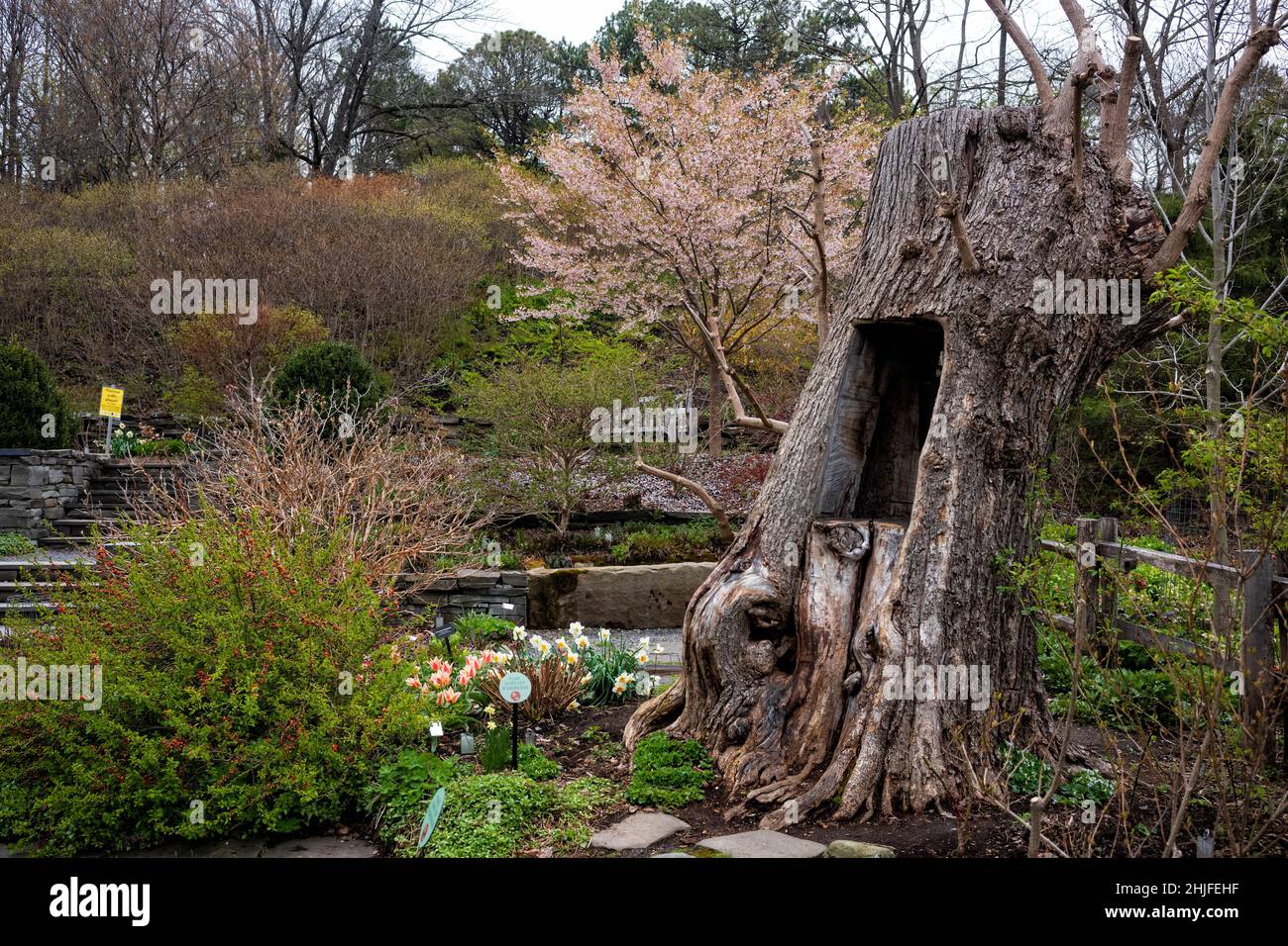 Ithaca, NY, USA - 4. April 2021: Die Cornell Botanic Gardens sind mit einem 25 Hektar großen botanischen Garten und einer 150 Hektar großen Laube eine beliebte Frühlingsattraktion Stockfoto