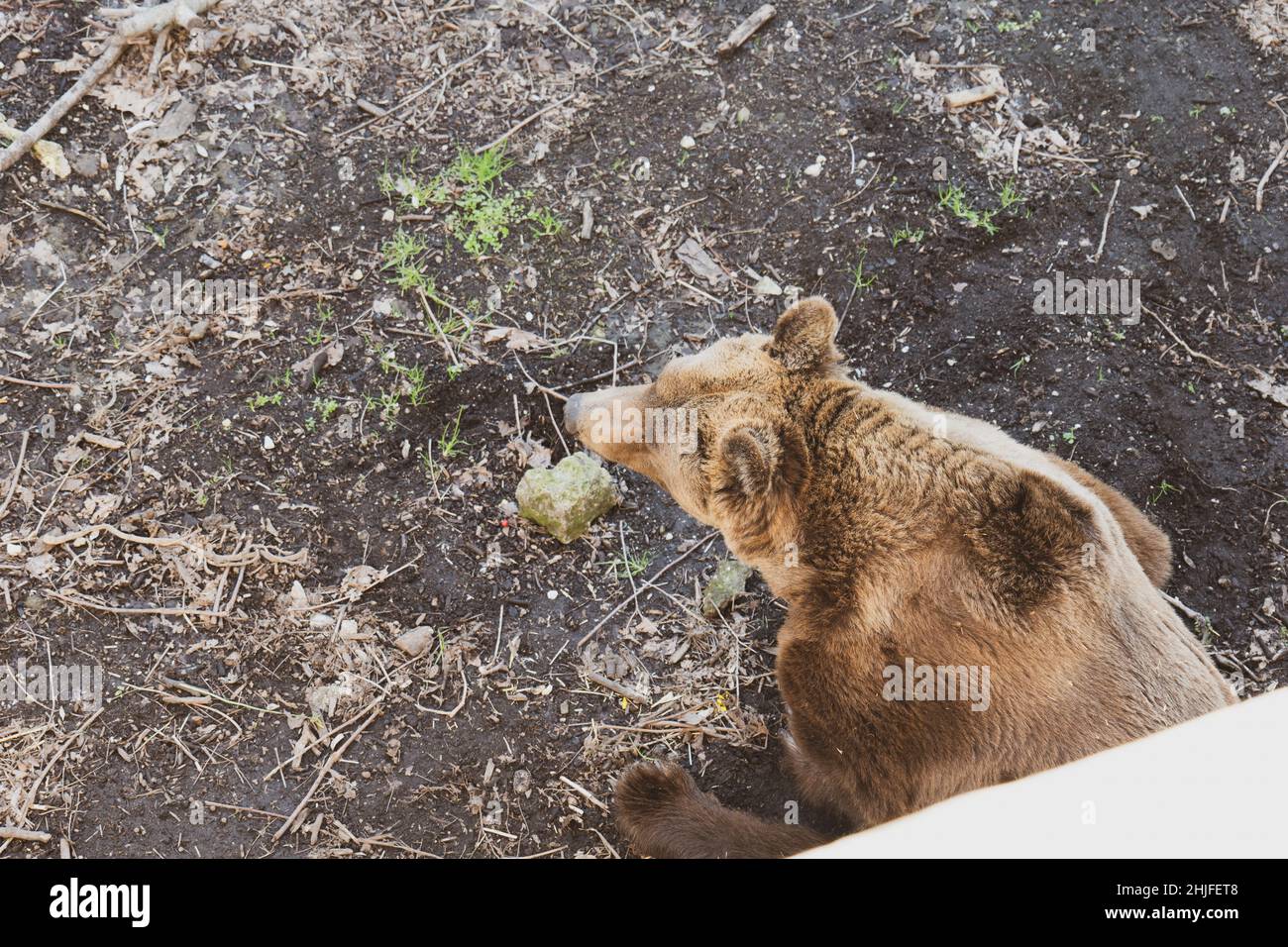 Orso Bruno Stockfoto