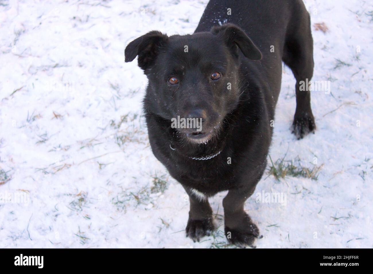 Schwarzer Hund vor einem Hintergrund von Schnee. Porträt eines kurzhaarigen Mongrels mit braunen Augen und flatternden Ohren. Der Hund schaut in die Linse. Stockfoto
