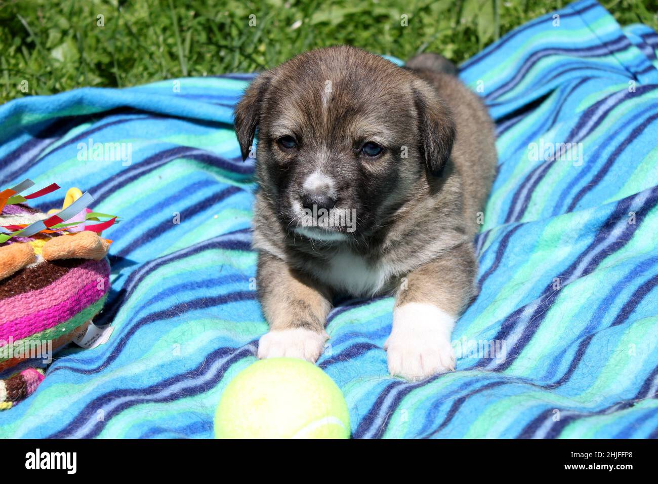 Porträt eines süßen kleinen braunen Welpen. Er wird eines Tages zu einem großen Hund heranwachsen. Im Hintergrund ist eine blaue Decke und grünes Gras und Spielzeug. Stockfoto