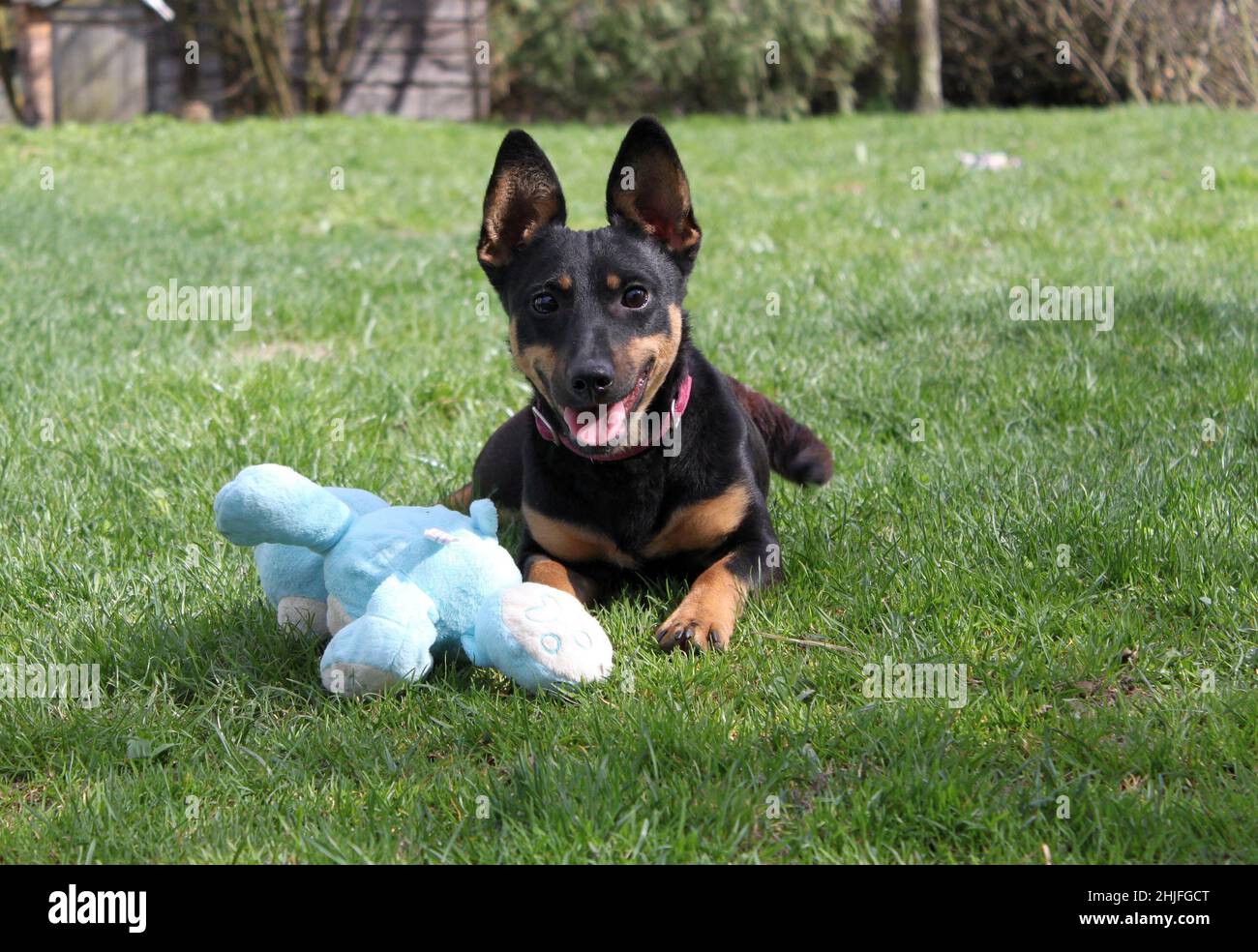 Ein kleiner Hund mit Plüschtier liegt auf dem Gras. Er ist fröhlich, mit schön spitzen Ohren und funkelt in den Augen. Er ist schwarz und hat eine rosa Farbe Stockfoto