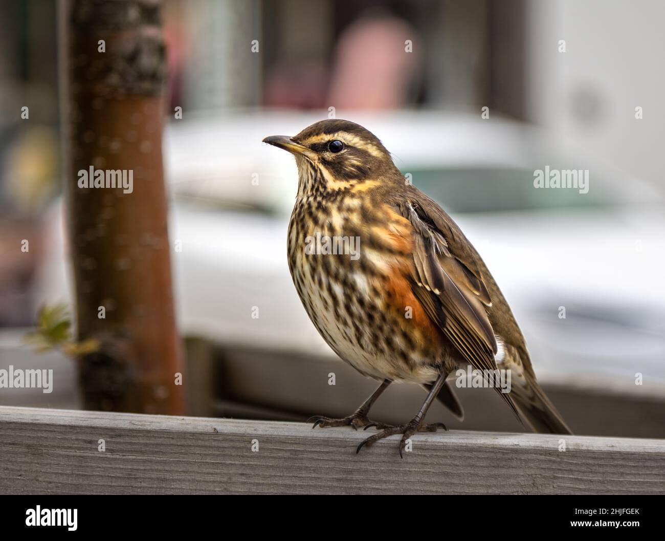 Redwing, turdus iliacus, in einer Stadtstraße in Island gelegen. Ein Zugvögel, der in Island über die Paniermonate gefunden wird und nach Süden hinein fliegen wird Stockfoto