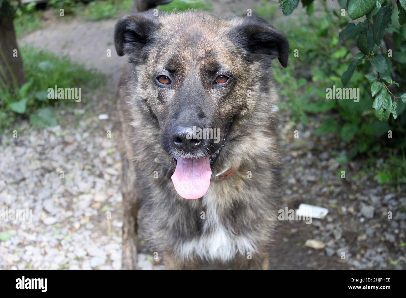 Ein großer brindrohender Hund, der bedrohlich aussieht. Er hat schöne braune Augen. Etwas Grün und kleine Kieselsteine im Hintergrund. Stockfoto