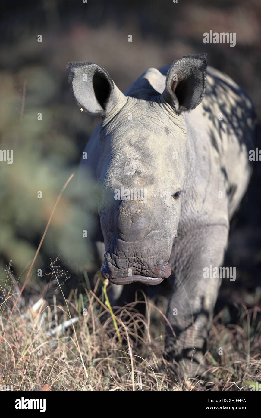 Nahaufnahme eines Nashornbabys in einem Welgevonden-Wildreservat in Südafrika Stockfoto