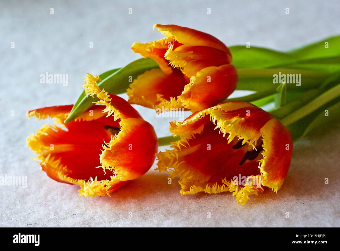 Drei gelbe und rot gefranste Tulpen liegen auf weißem Tischtuch. Stockfoto