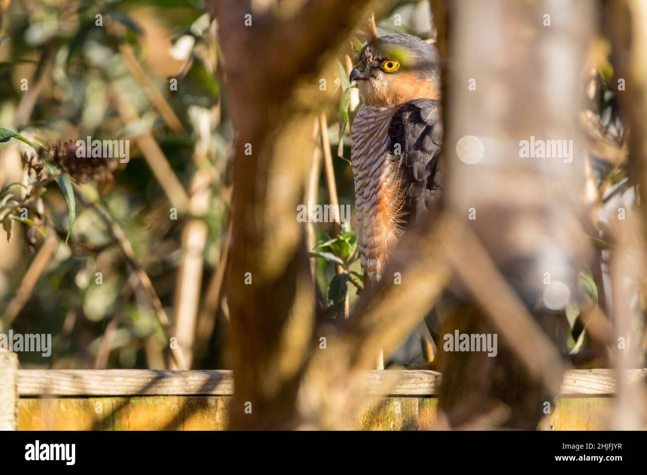 Sparrowhawk (Accipiter nisus) Männchen mit langem geriffeltem Schwanz blau grau oben geriffelt rötlich braun Unterseite gelb Augen und Beine grau Hakenschnabel Stockfoto