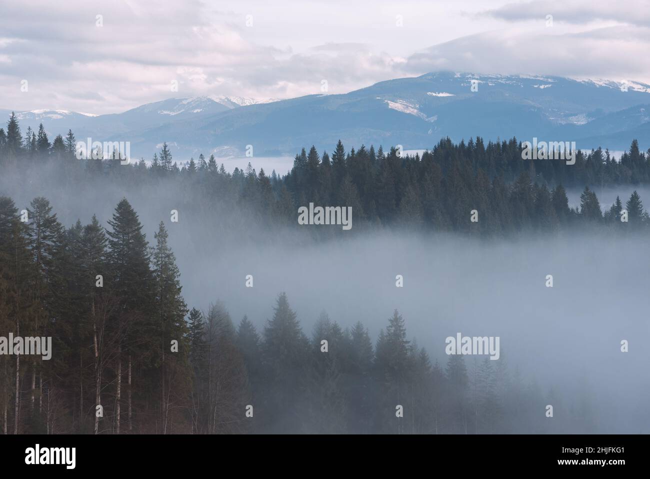 Berglandschaft im Winter. Tannenwald und Nebel. Bewölkten Tag. Karpaten Ukraine, Europa. Art-Verarbeitung von Fotos. Niedriger Kontrast und Farbe toning Stockfoto