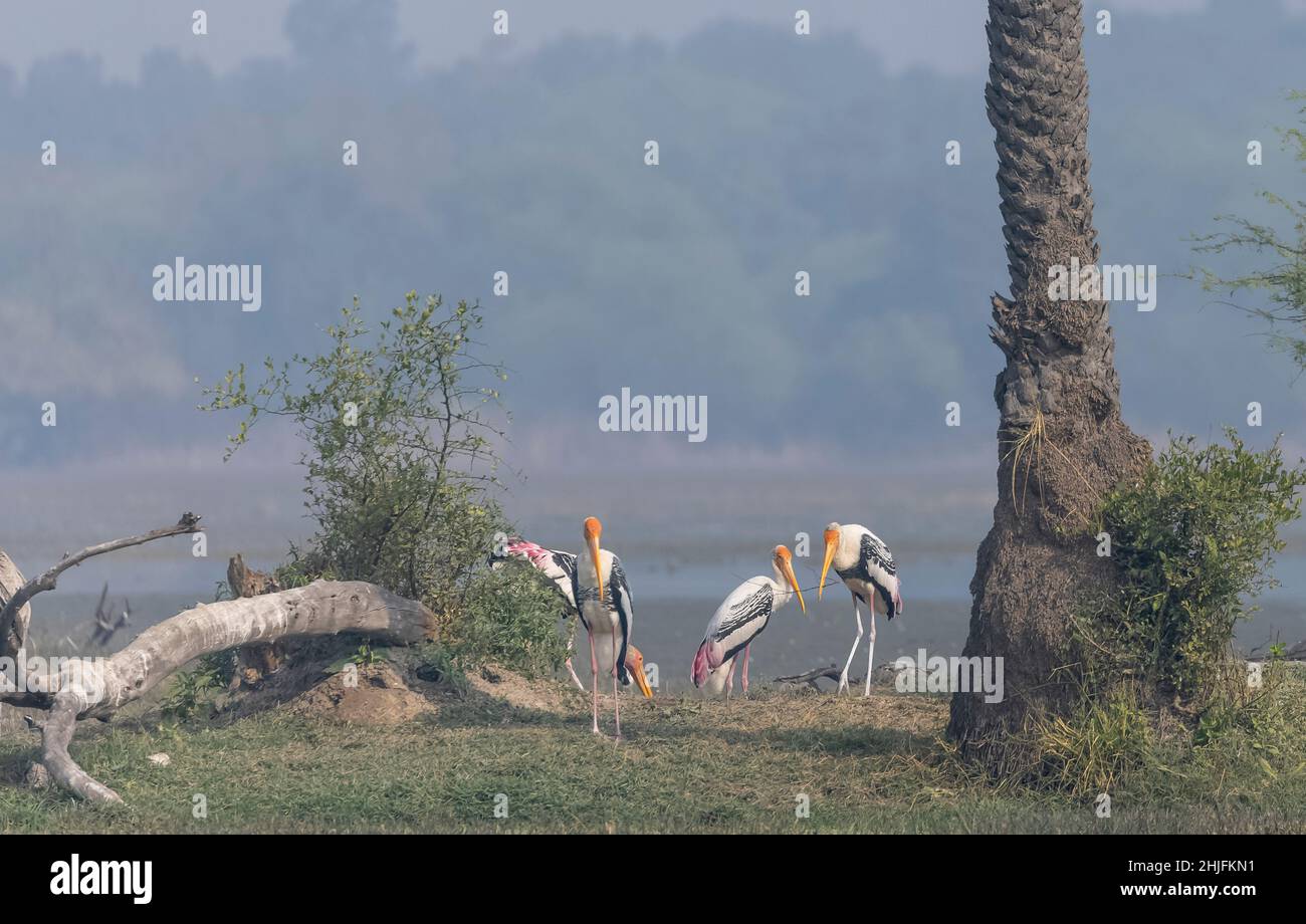 Gemalter Storch (Mycteria leucocephala) Vogel im Wald von nordindien während der Winterwanderung. Stockfoto