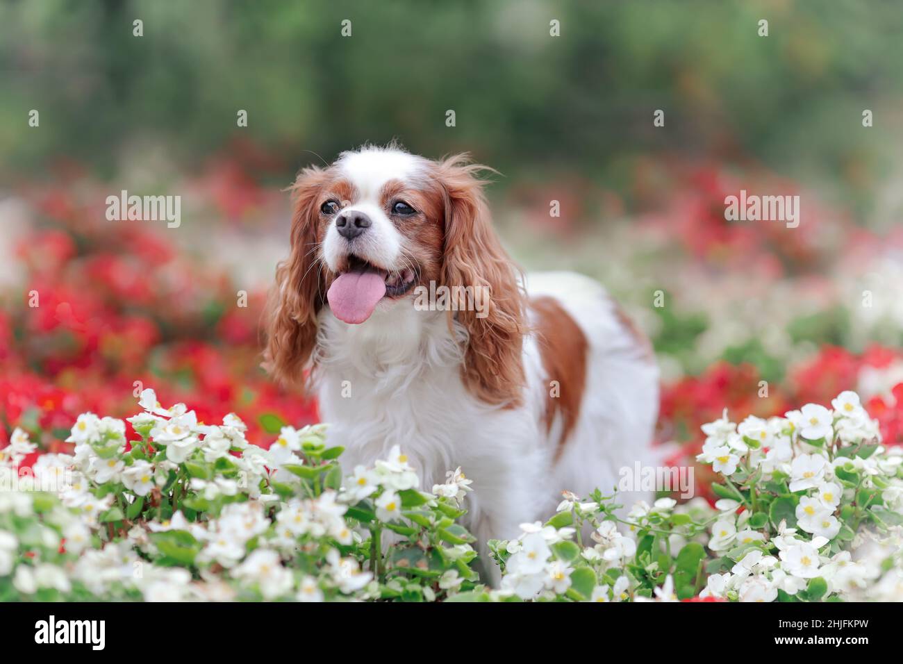 Nette lustige Cavaleir König charles Spaniel Rasse Hund zwischen roten und weißen Blumen im Sommer Stockfoto
