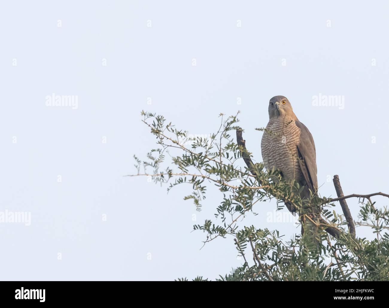 Shikra (Accipiter badius), ein Vogel, der auf einem Baum steht. Stockfoto
