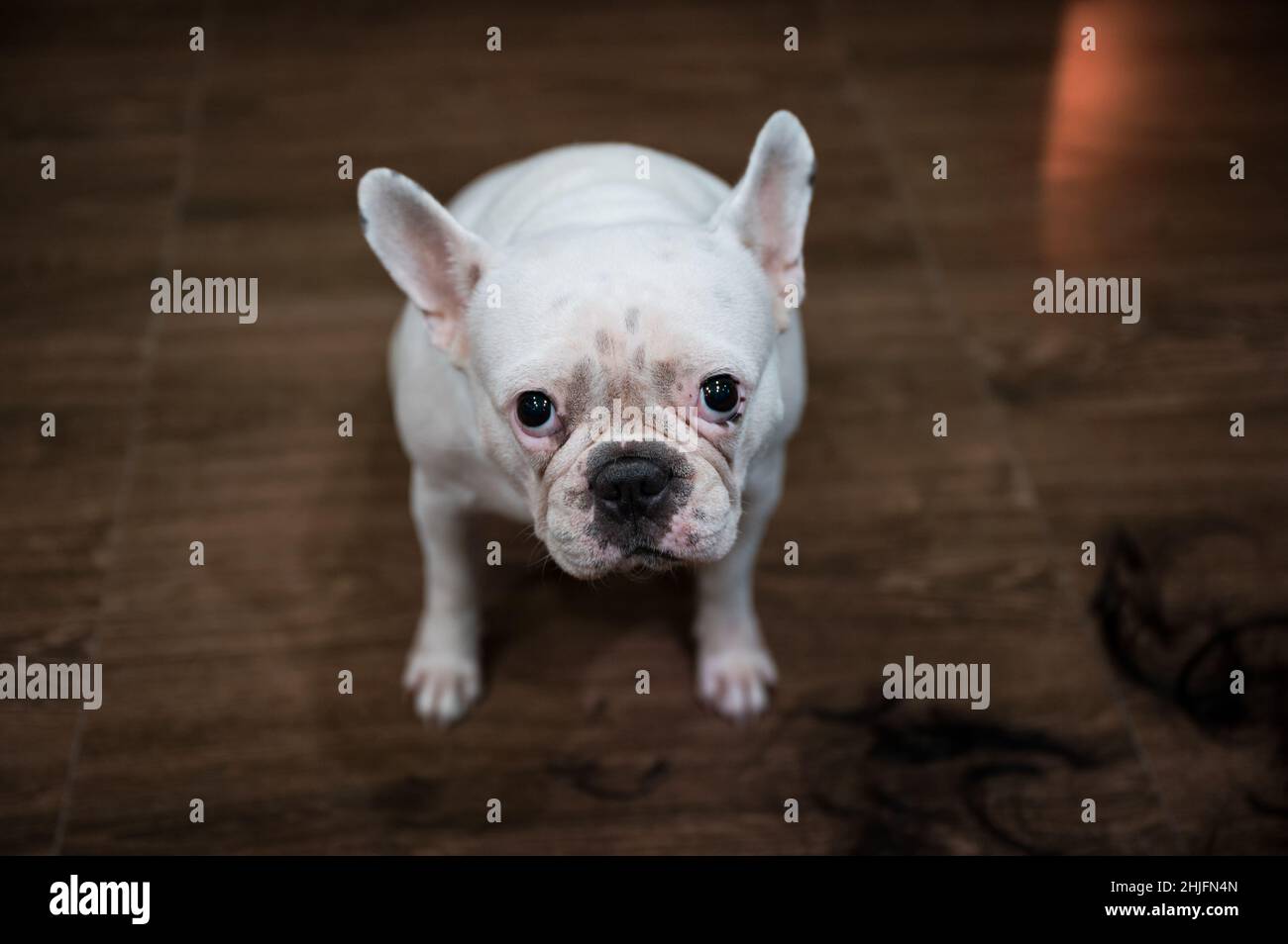 Weißer Welpe französisch Bulldogge sitzt und starrt auf Kamera auf dem Boden Stockfoto