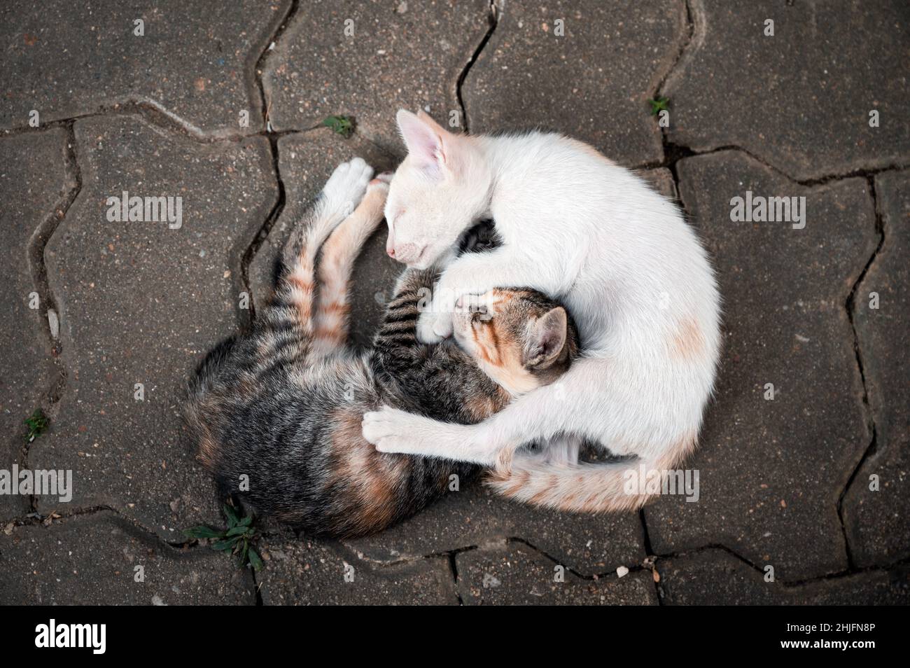 Inländische Geschwister Kätzchen kuschelten auf dem Boden Stockfoto