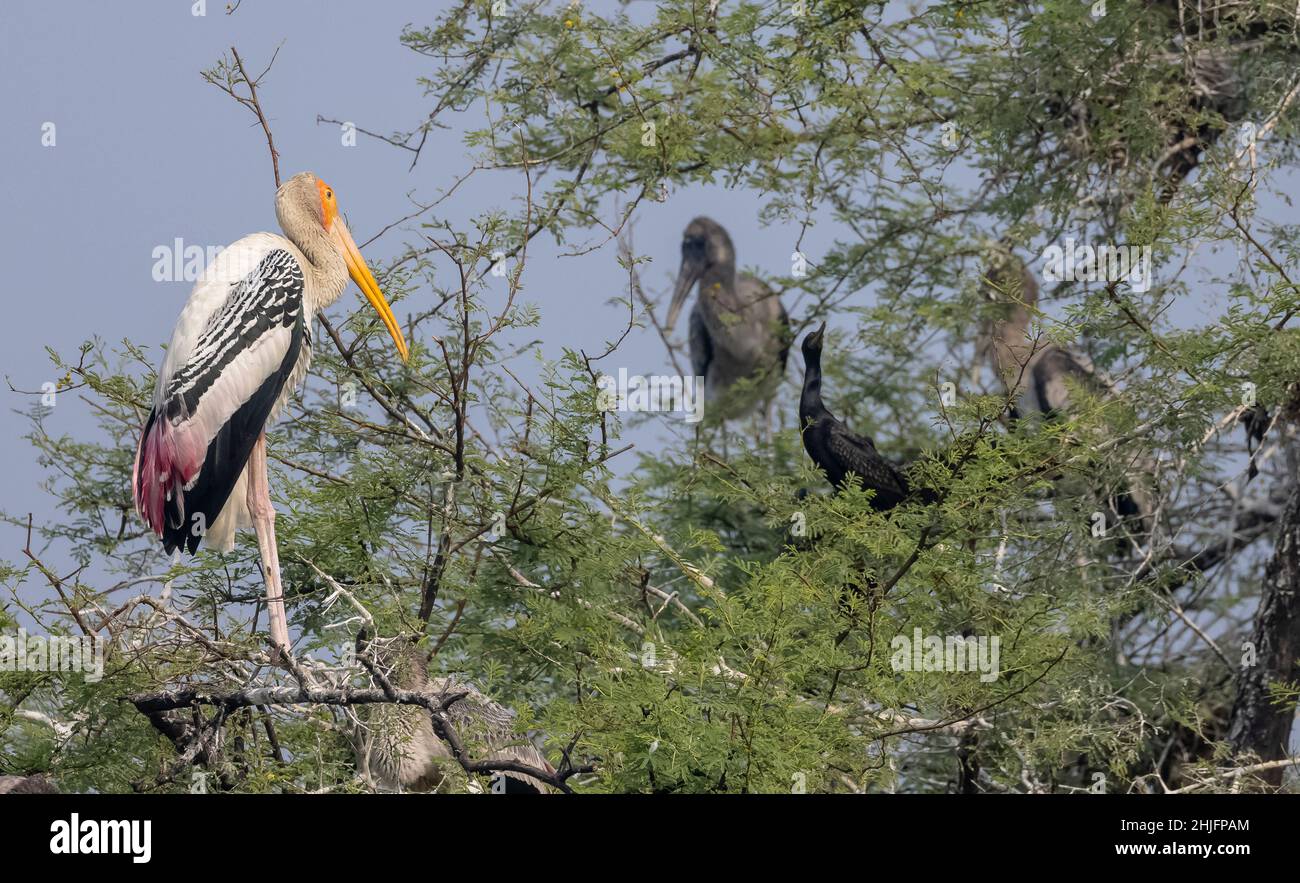 Gemalter Storch (Mycteria leucocephala) Vogel im Wald von nordindien während der Winterwanderung. Stockfoto