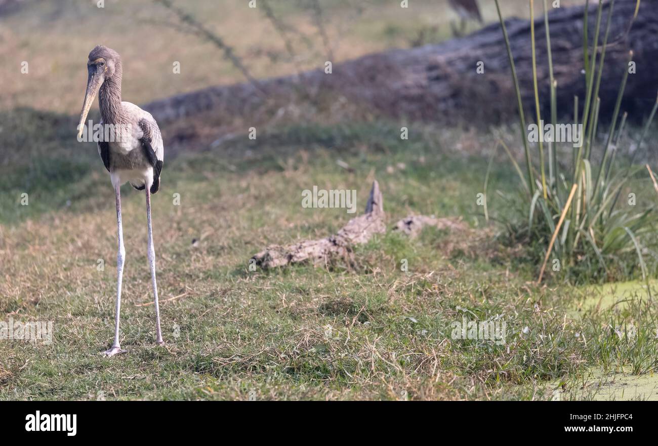 Gemalter Storch (Mycteria leucocephala) Vogel im Wald von nordindien während der Winterwanderung. Stockfoto