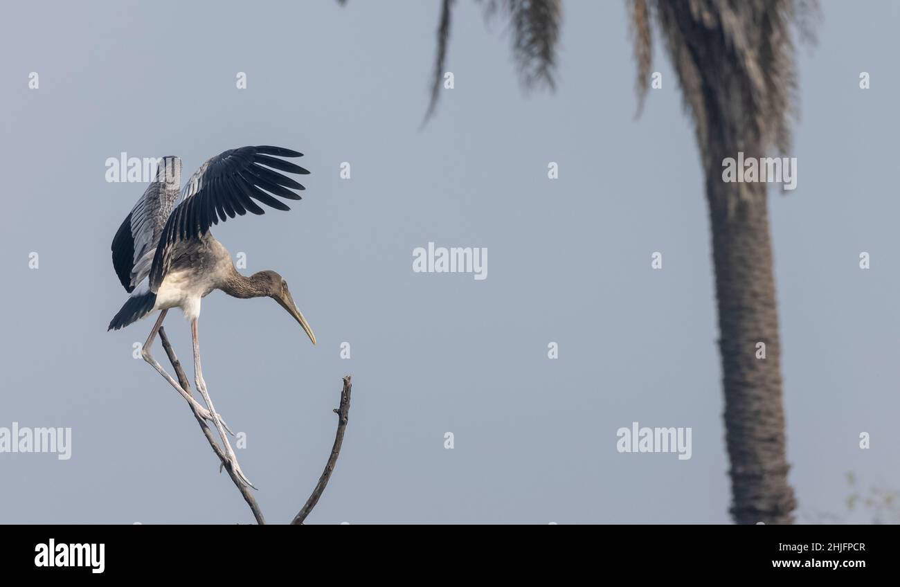 Gemalter Storch (Mycteria leucocephala) Vogel im Wald von nordindien während der Winterwanderung. Stockfoto