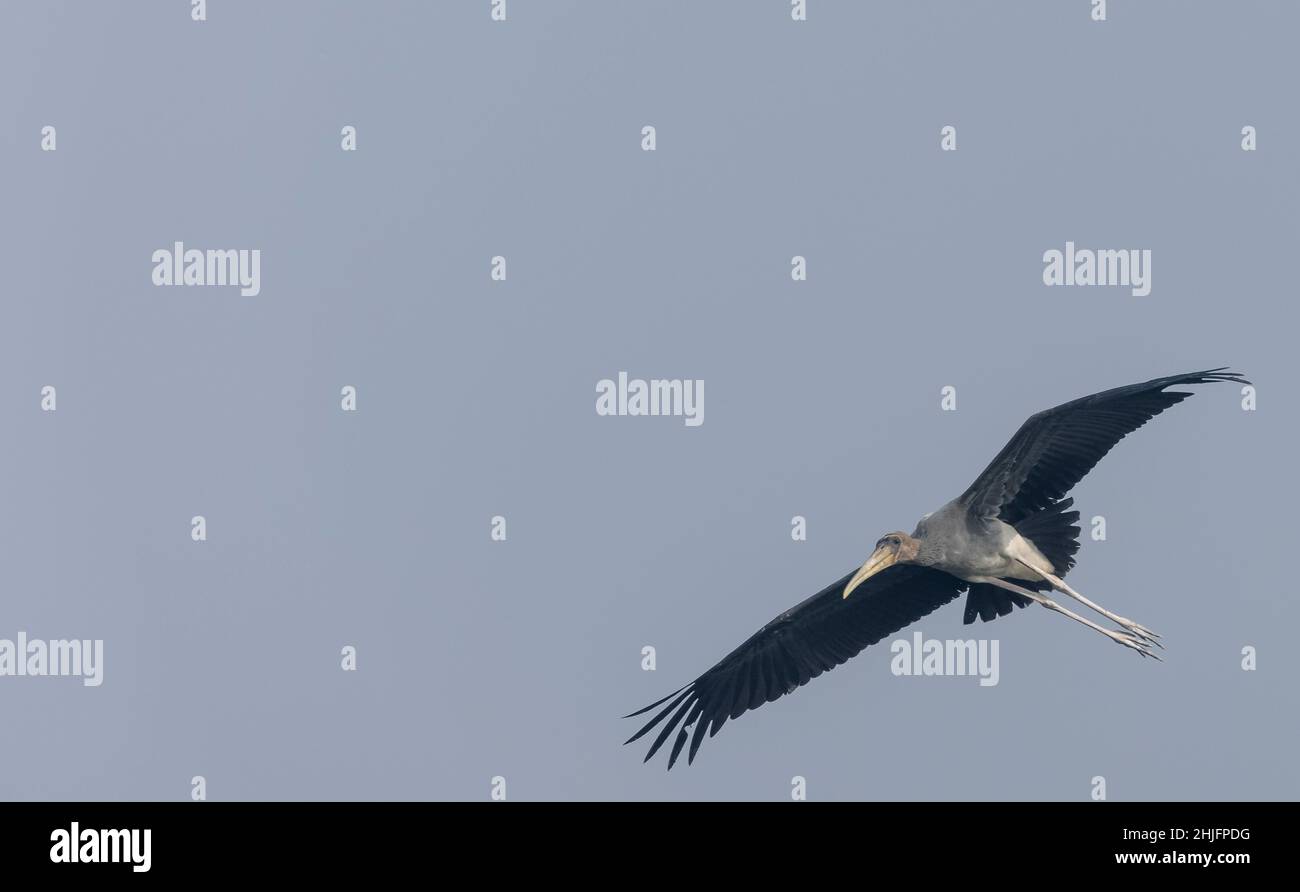 Gemalter Storch (Mycteria leucocephala) Vogel im Wald von nordindien während der Winterwanderung. Stockfoto