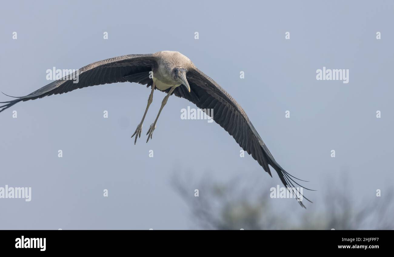 Gemalter Storch (Mycteria leucocephala) Vogel im Wald von nordindien während der Winterwanderung. Stockfoto