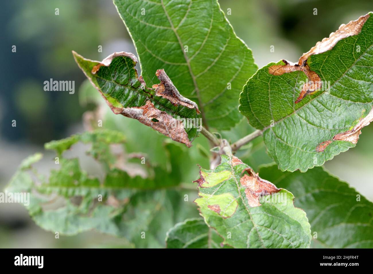 Apfelblätter durch den Choreutis pariana Apple Leaf Skeletonizer beschädigt. Die Larven (Raupen) ernähren sich von Obstbäumen: apfel, Birne und Kirsche in Obstgärten Stockfoto