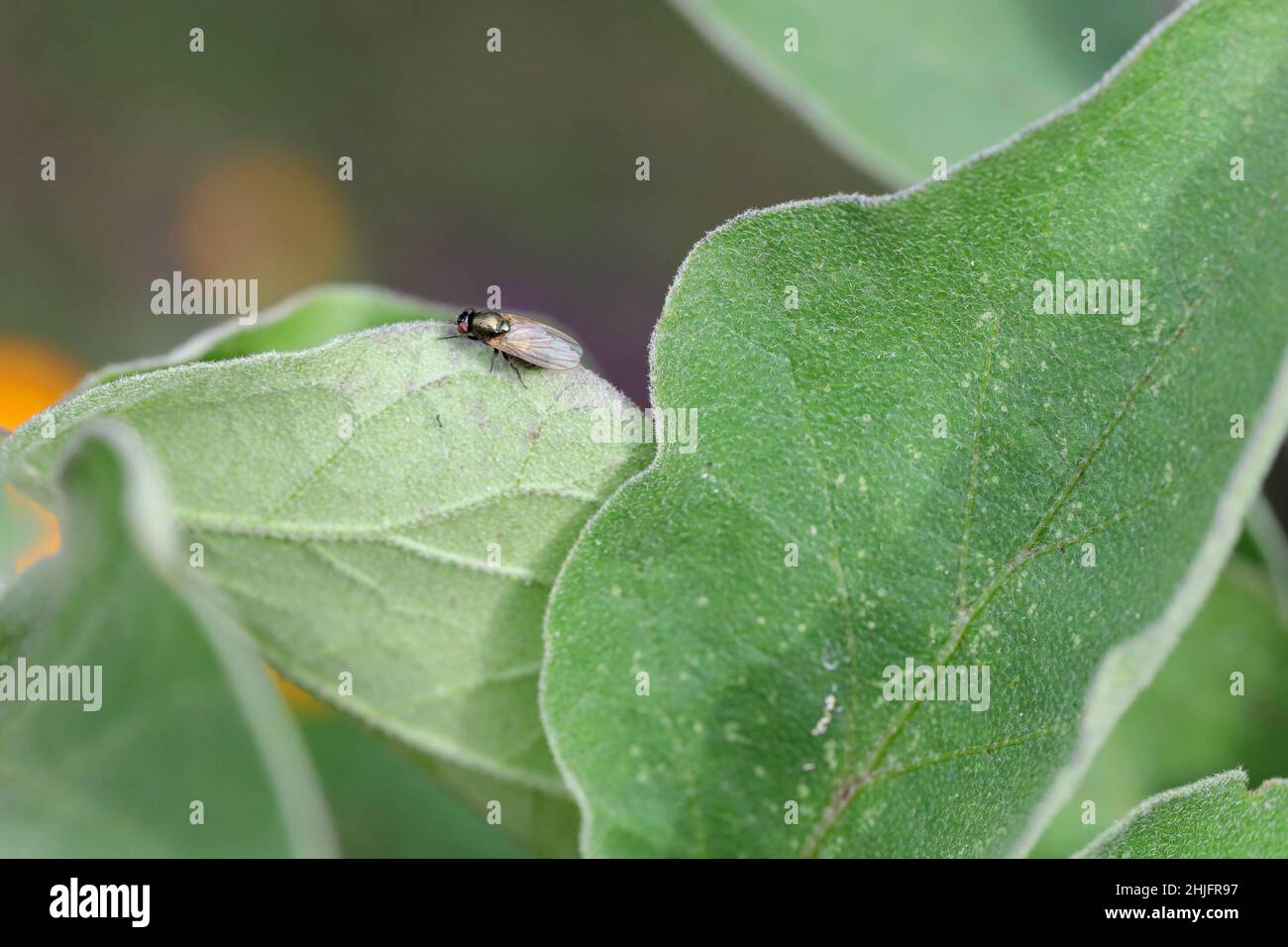 Calliopum ist eine Gattung kleiner Fliegen der Familie Lauxaniidae. Ein Insekt, das auf einem Blatt ruht. Stockfoto