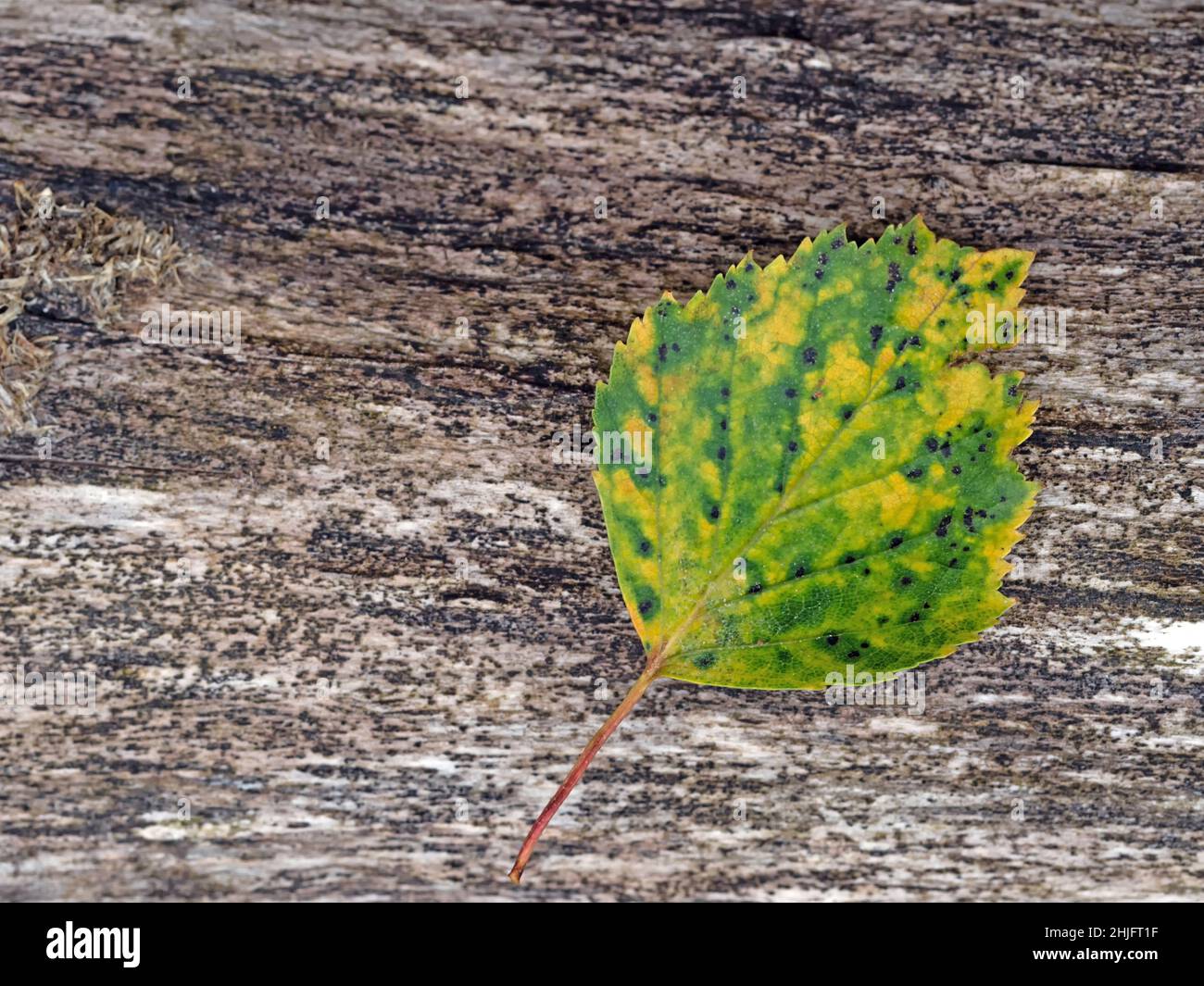 Nahaufnahme von herbstfarbenen Birkenblättern auf Holz Stockfoto