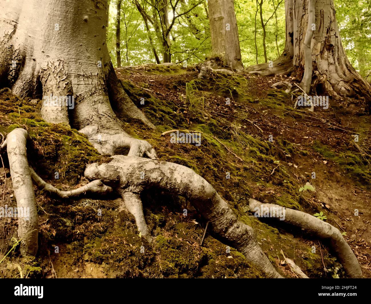 Nahaufnahme mächtiger Baumwurzeln in einem deutschen Wald Stockfoto