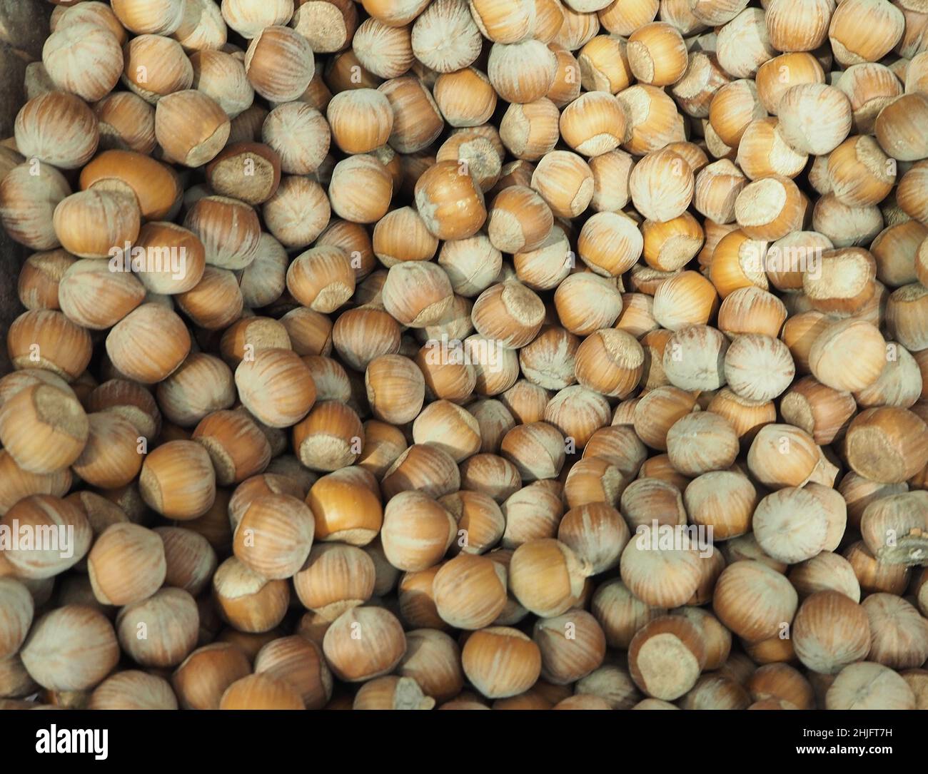 Haselnuss, ungeschälte Haselnuss, Schalennuss. Hochwertige Fotos Stockfoto