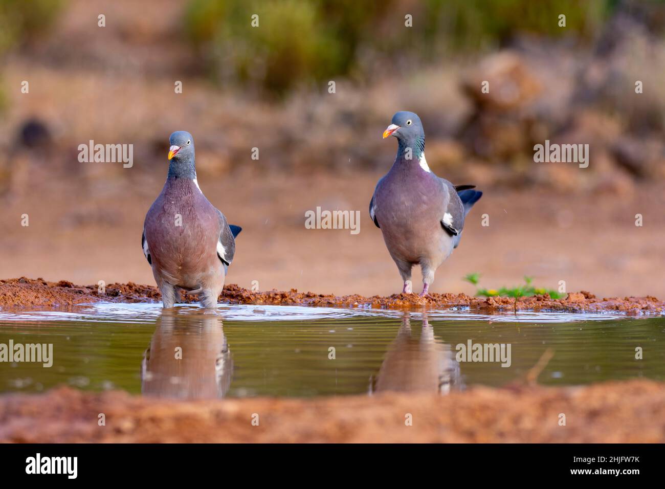 Ein Paar gewöhnlicher Taubenwasser in einem Teich Stockfoto