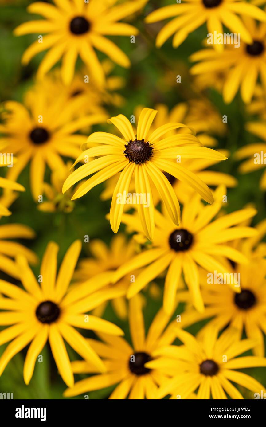 Nahaufnahme von Susan - Rudbeckia fulgida var. deamii - Deams Koneblume blüht im September in einem Garten in Großbritannien Stockfoto