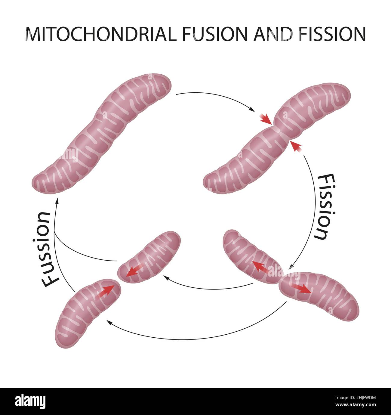 Mitochondrien sind dynamische Organellen, die ständig verschmelzen und sich teilen Stockfoto