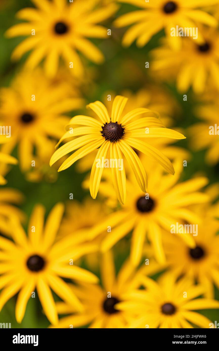 Nahaufnahme von Susan - Rudbeckia fulgida var. deamii - Deams Koneblume blüht im September in einem Garten in Großbritannien Stockfoto