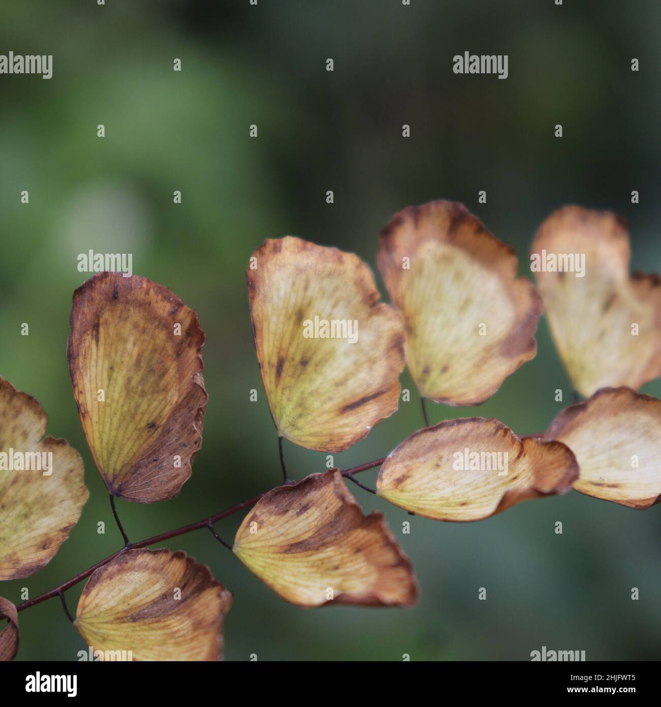 Die Anordnung der flachen Wildfarnblätter. Stockfoto