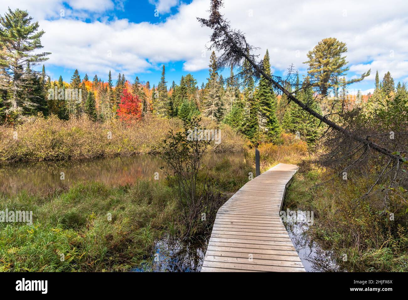 Menschenleerer Holzweg über einem Teich entlang eines Waldweges an einem sonnigen Herbsttag. Herbstlaub. Stockfoto
