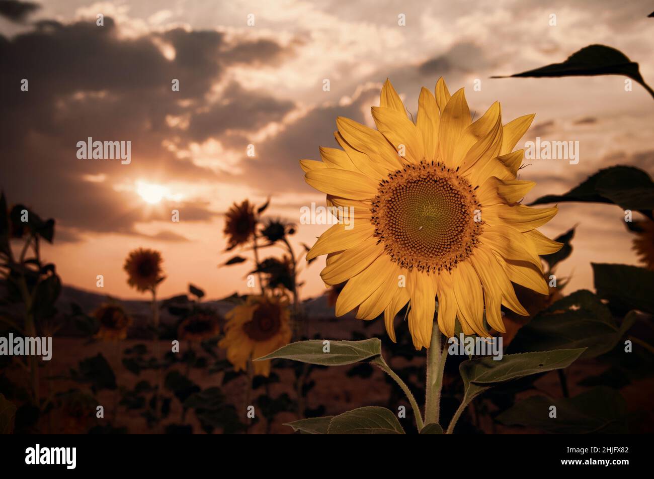 Nahaufnahme Sonnenblume und Sonnenuntergang Stockfoto
