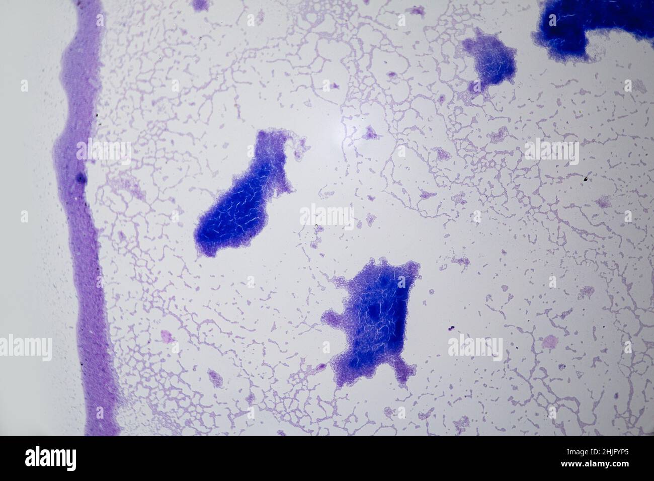 Bacillus subtilis wird durch ein Lichtmikroskop betrachtet Stockfoto