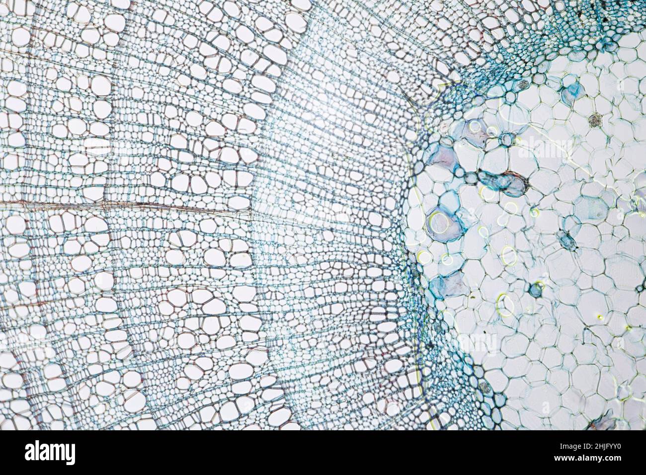 Tilia (Pflanze) junger Stamm, wie durch ein Lichtmikroskop betrachtet Stockfoto