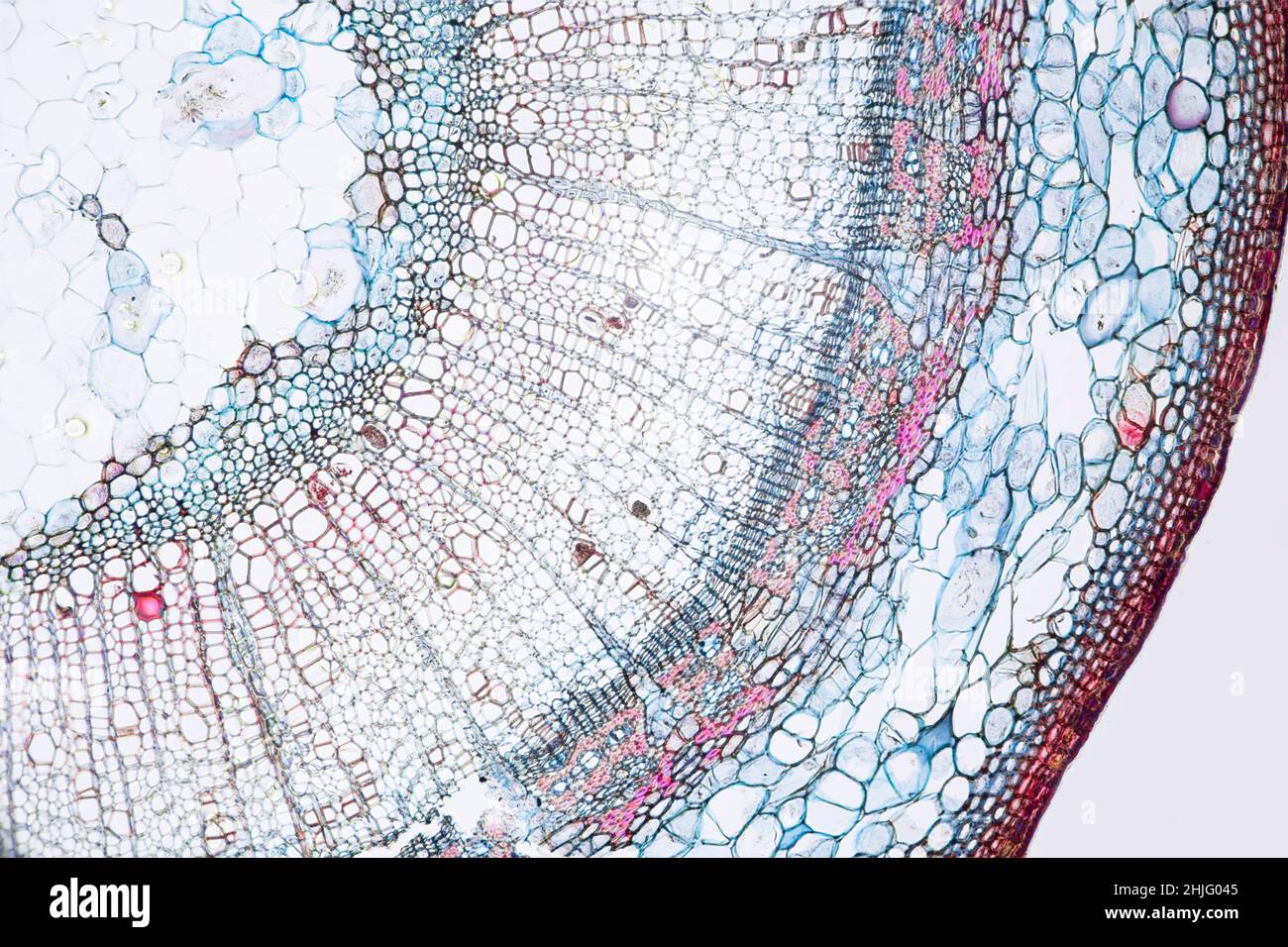 Tilia (Pflanze) junger Stamm, wie durch ein Lichtmikroskop betrachtet Stockfoto