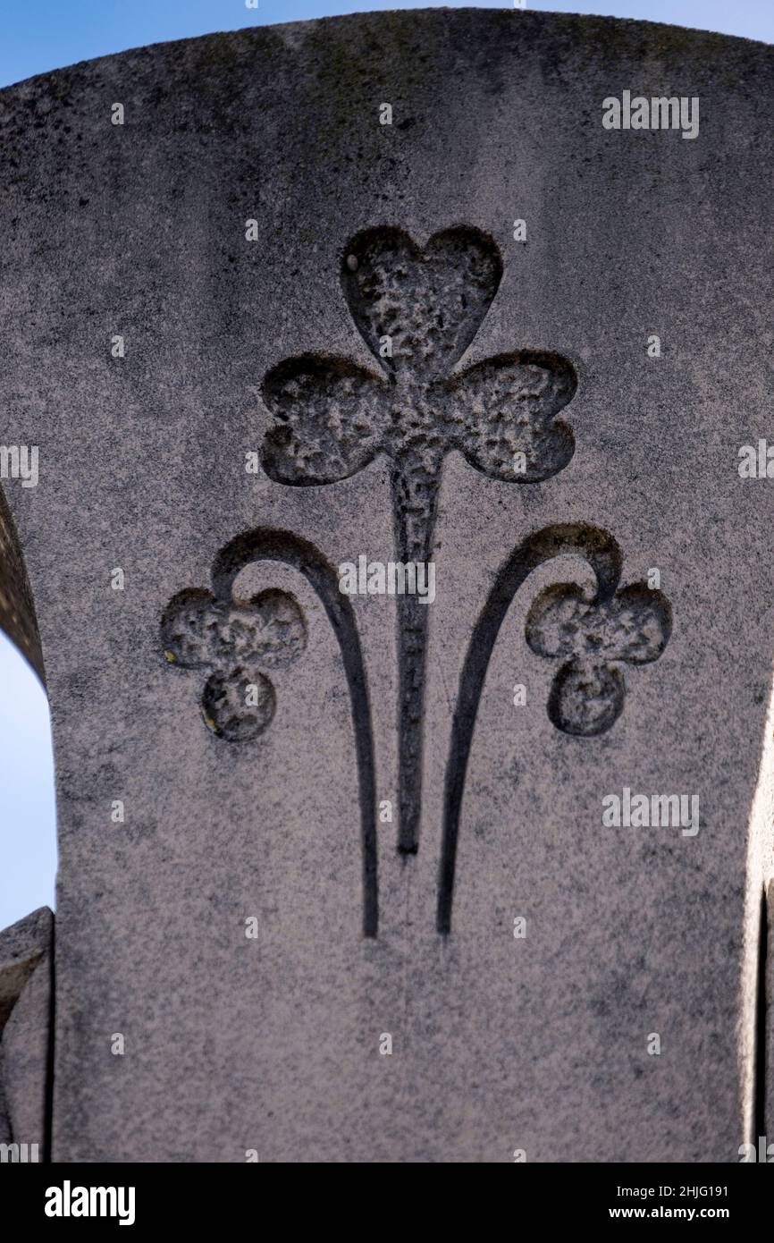 Dreiblättriger Kleeblatt, Consell Cemetery, Mallorca, Balearen, Spanien Stockfoto