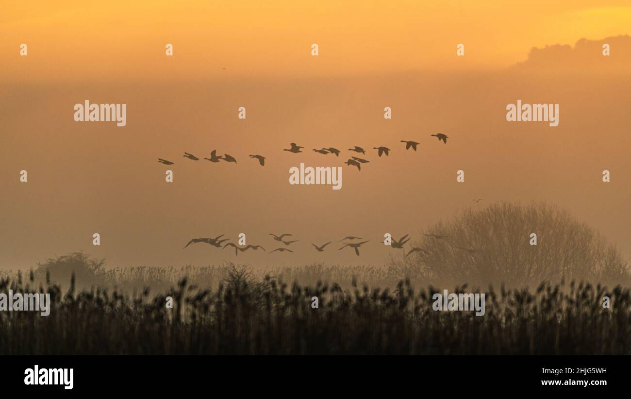 Kanadagänse, Kanadagans, Branta Canadensis im Flug im Nebel bei Sonnenaufgang Stockfoto