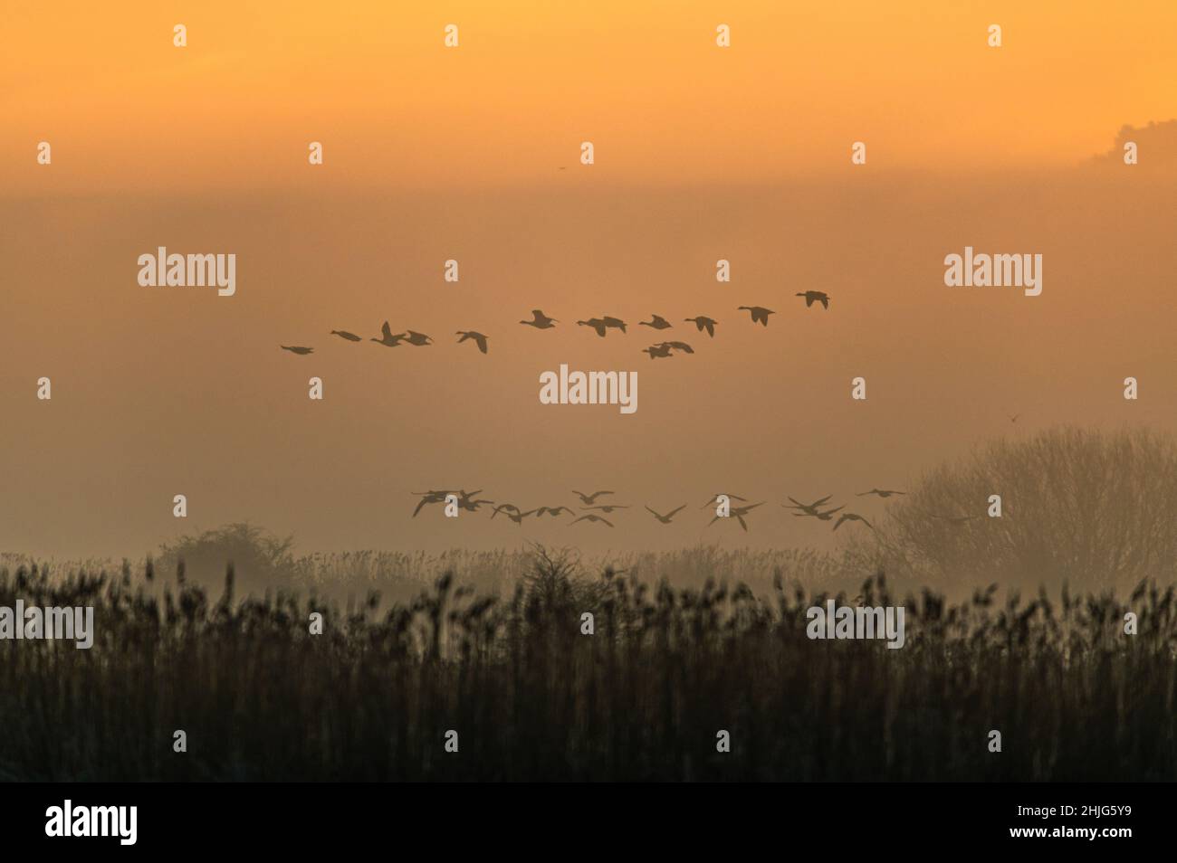Kanadagänse, Kanadagans, Branta Canadensis im Flug im Nebel bei Sonnenaufgang Stockfoto