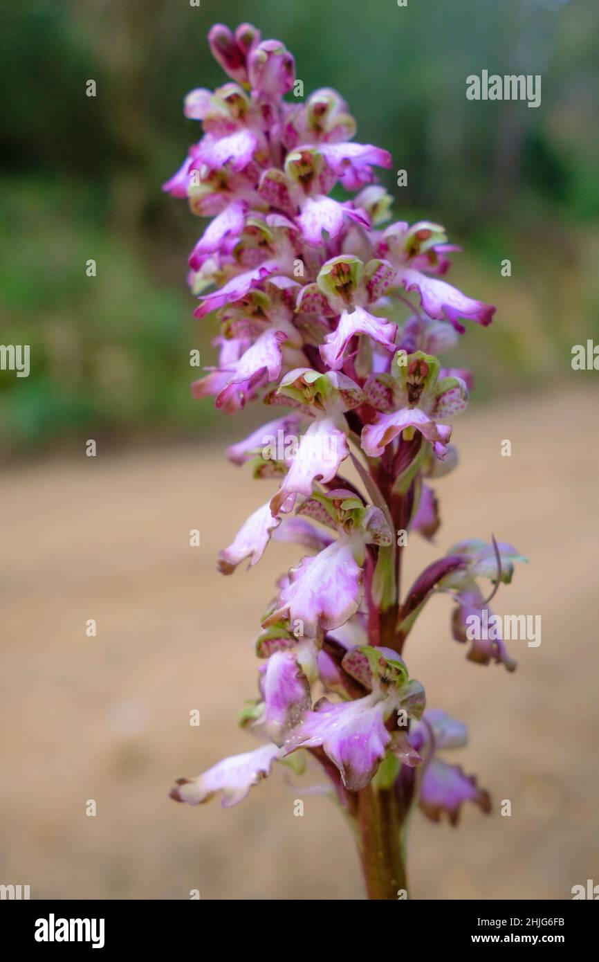 Die Riesenorchidee oder Barlie (Himantoglossum robertianum). Naturpark Collserola. Katalonien. Spanien. Stockfoto