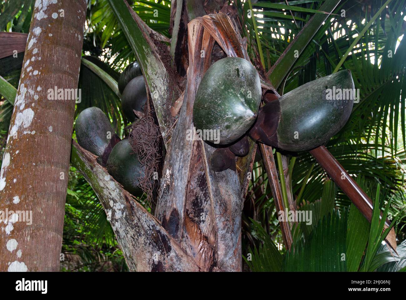 Lodoicea maldivica (Coco de mer) ist eine Palmenart, die auf den Inseln Praslin und Curieuse auf den Seychellen endemisch ist. Es kommt im Regenwald vor. Stockfoto