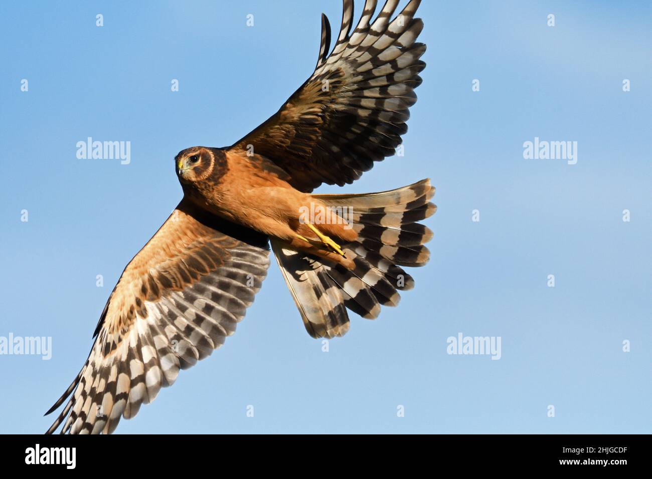 Nordharrier im Sommer im Flug. Yaak Valley, nordwestlich von Montana. (Foto von Randy Beacham) Stockfoto