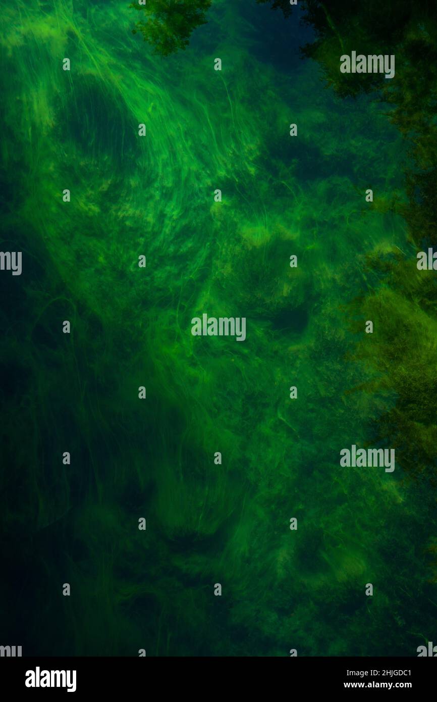 Auf dem Grund des McKenzie River im Zentrum von Oregon wächst eine dichte Matte aus aquatischen Makrophyten an der Stelle, an der eine Fußgängerbrücke den Ausfluss von Clear überspannt Stockfoto